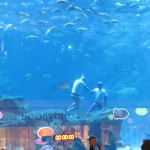 Free Divers at the Dubai Aquarium