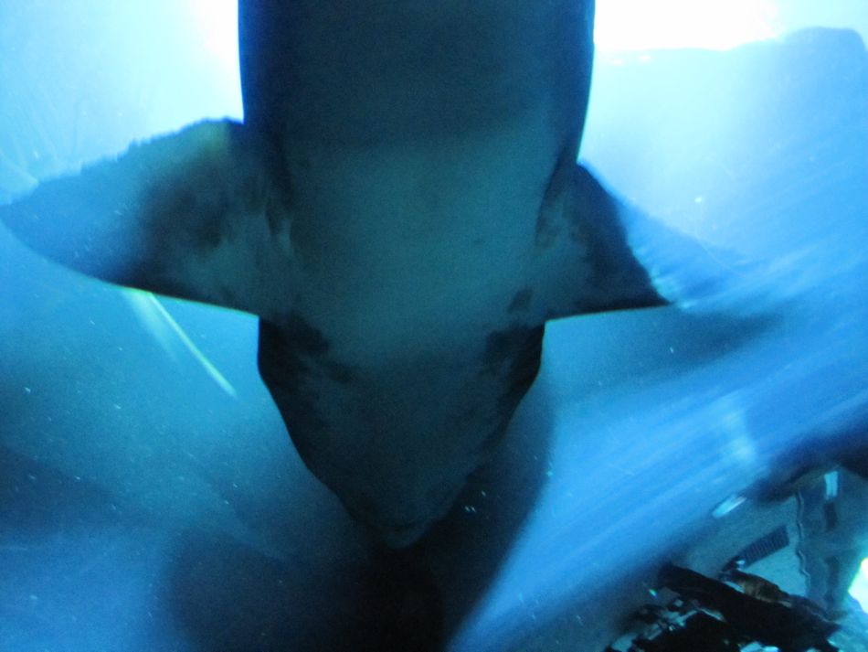 Reef Shark from the Underwater Tunnel