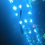 Looking Up at a Glass-Bottom Boat