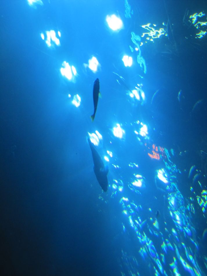 Looking Up at a Glass-Bottom Boat
