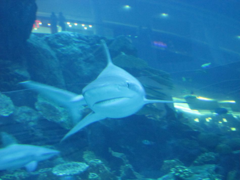 Small Shark