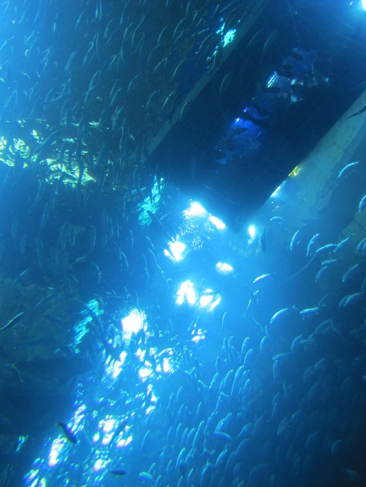 Lots of Fish