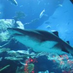 Another Reef Shark