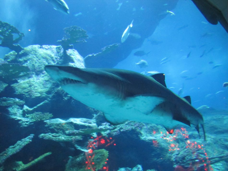 Another Reef Shark