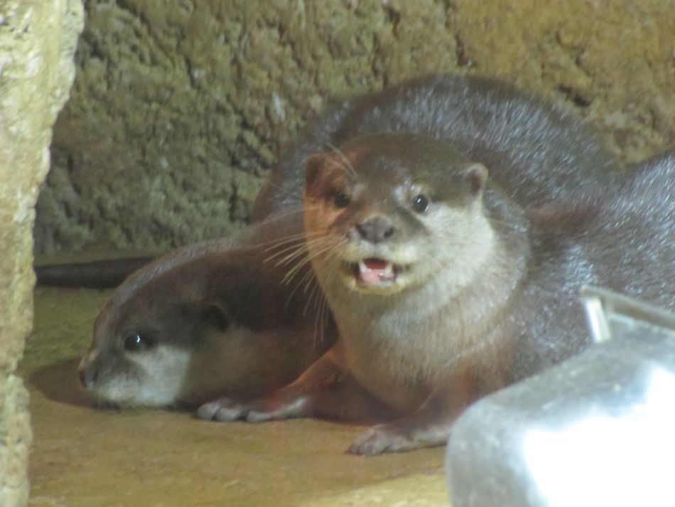 Otters