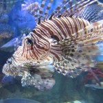 Dubai Aquarium and Underwater Zoo