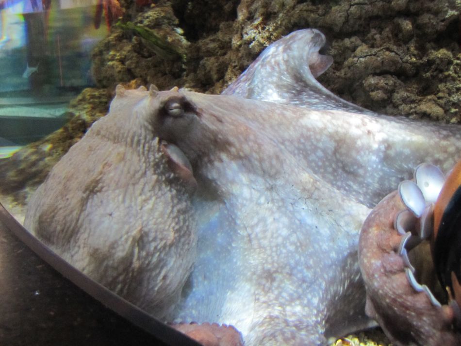 Octopus