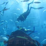 Swimming With Sharks