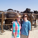 The Al Dafra Camel Festival