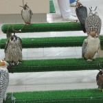 Falcons Waiting for Their Owners
