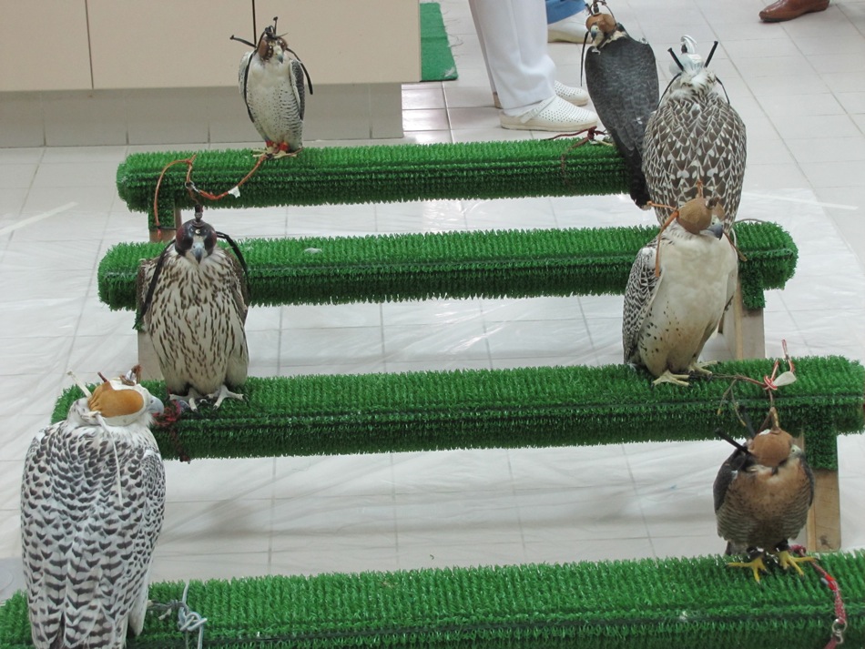 Falcons Waiting for Their Owners