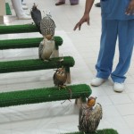Falcons Resting on Perches