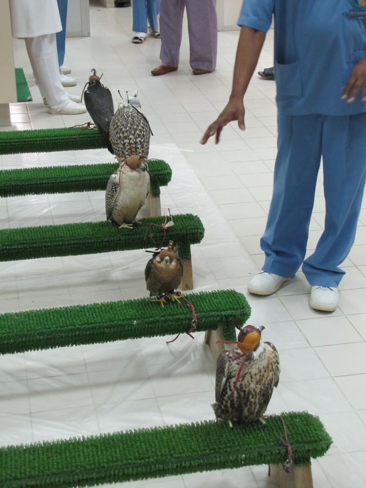 Falcons Resting on Perches
