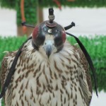 Falcon Wearing Hood