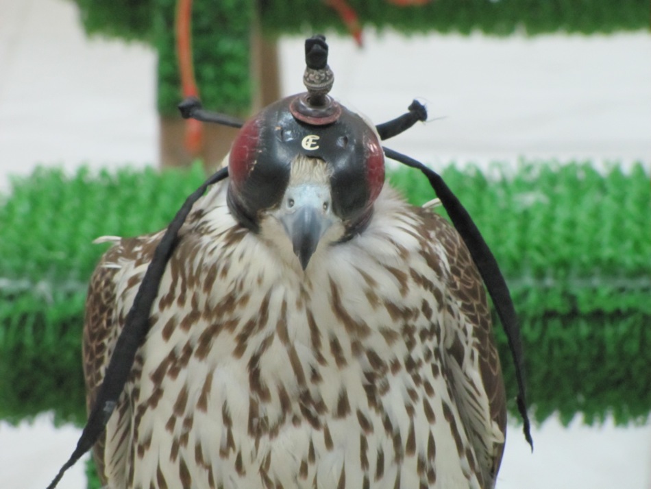 Falcon Wearing Hood
