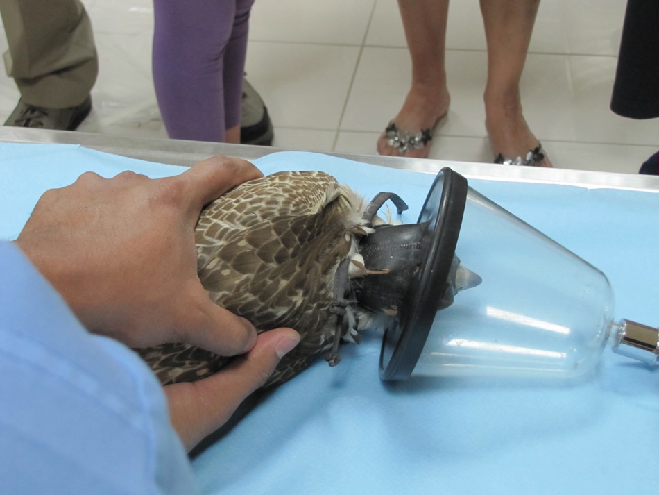 Knock-Out Gas for Falcons
