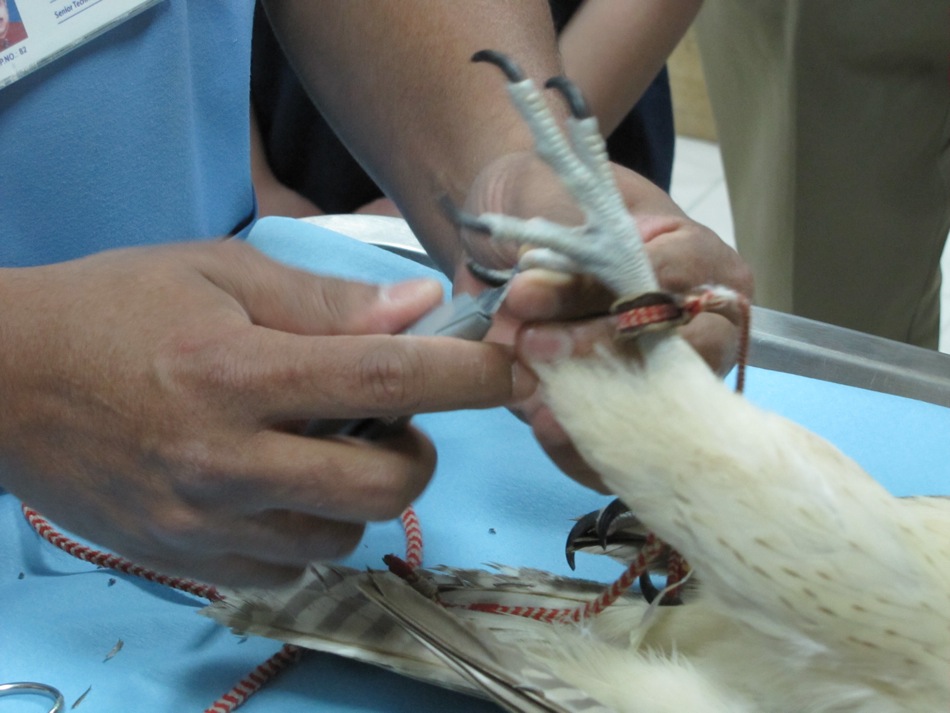 Trimming the Falcon's Talons