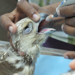 Filing the Falcon's Beak
