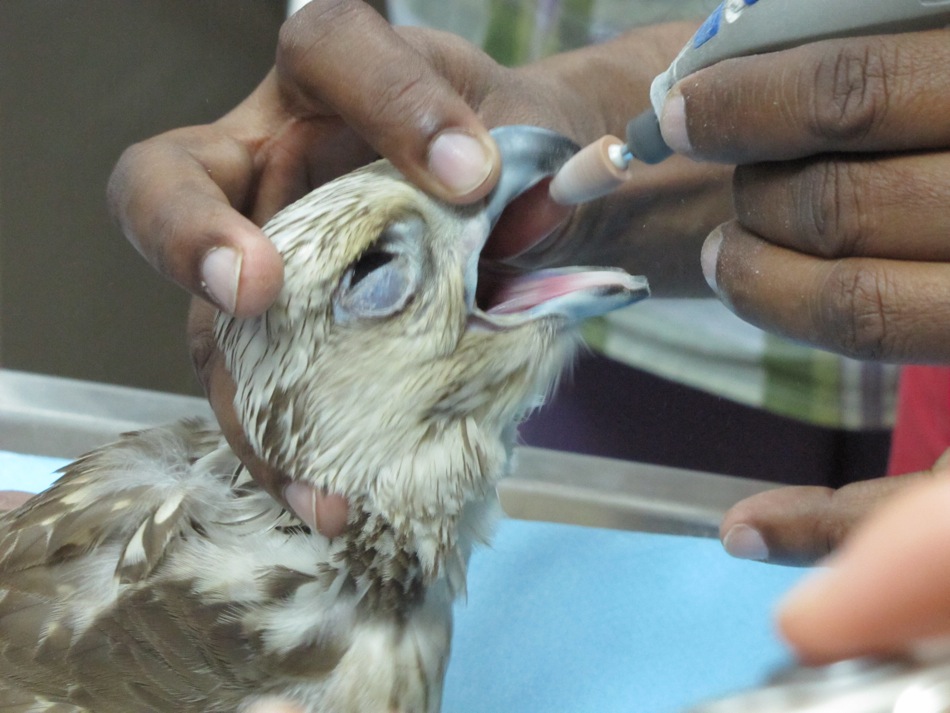 Filing the Falcon's Beak