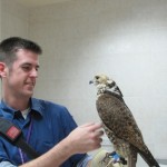 Vic Holds a Falcon