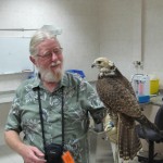 Don Hold a Falcon