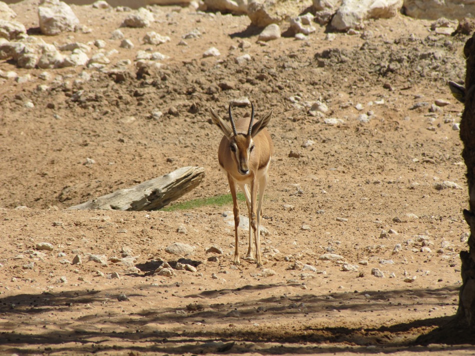 Antelope
