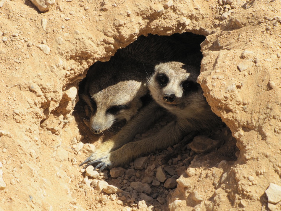 Peek-a-Boo!