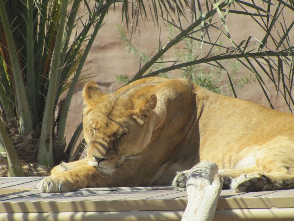 Lion is Sleeping