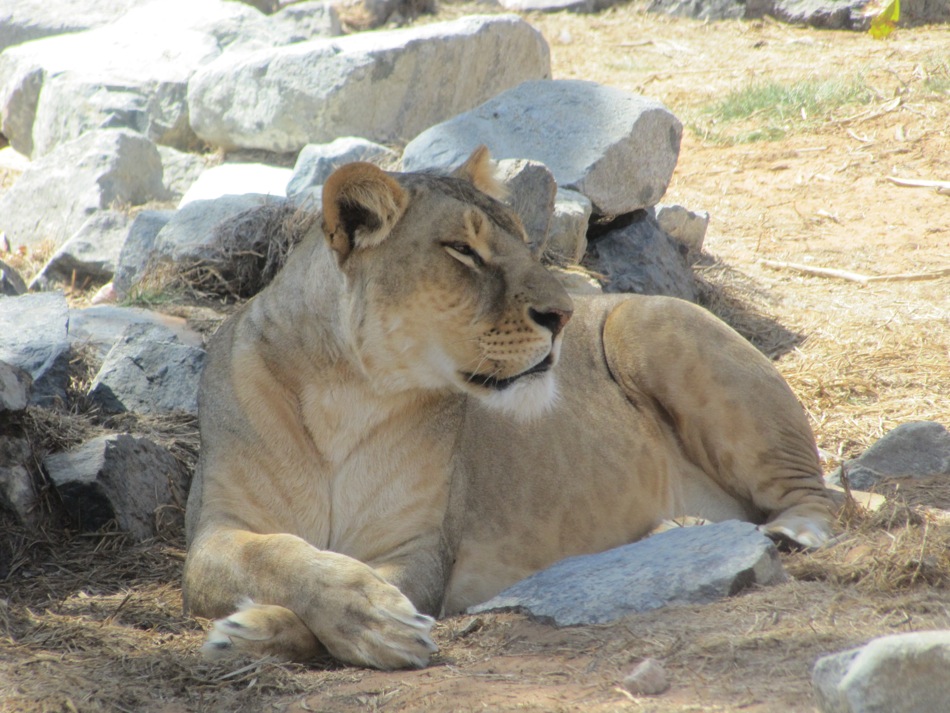 Lounging in the Shade