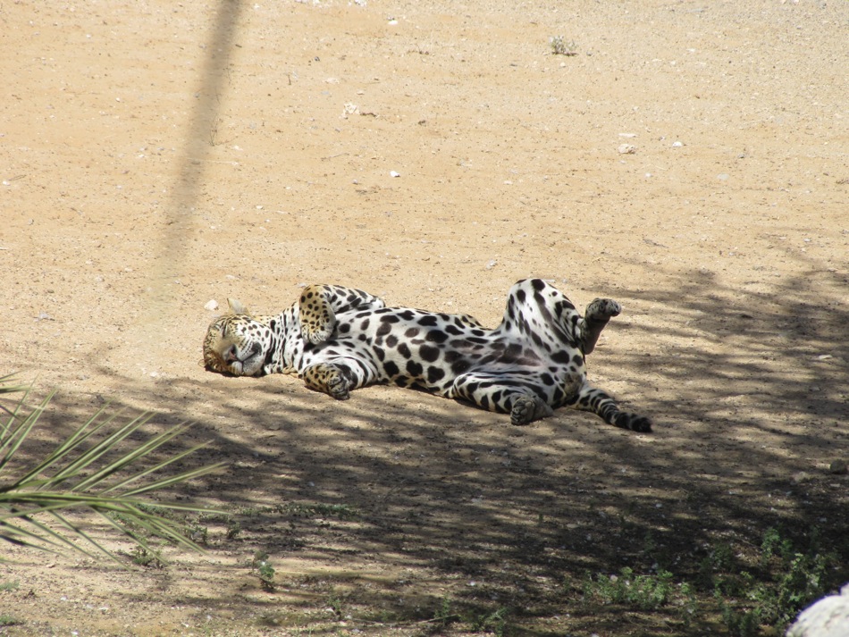 Rub My Belly!