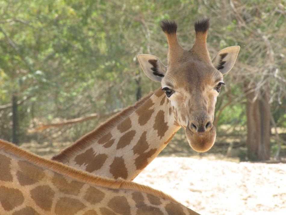 Friendly Giraffe
