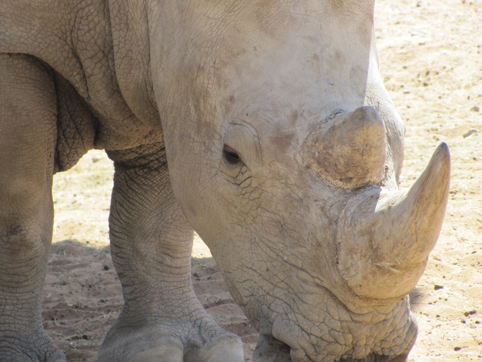Rino Close-Up