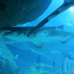 Shark at Dubai Aquarium