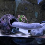 Eel at Dubai Aquarium