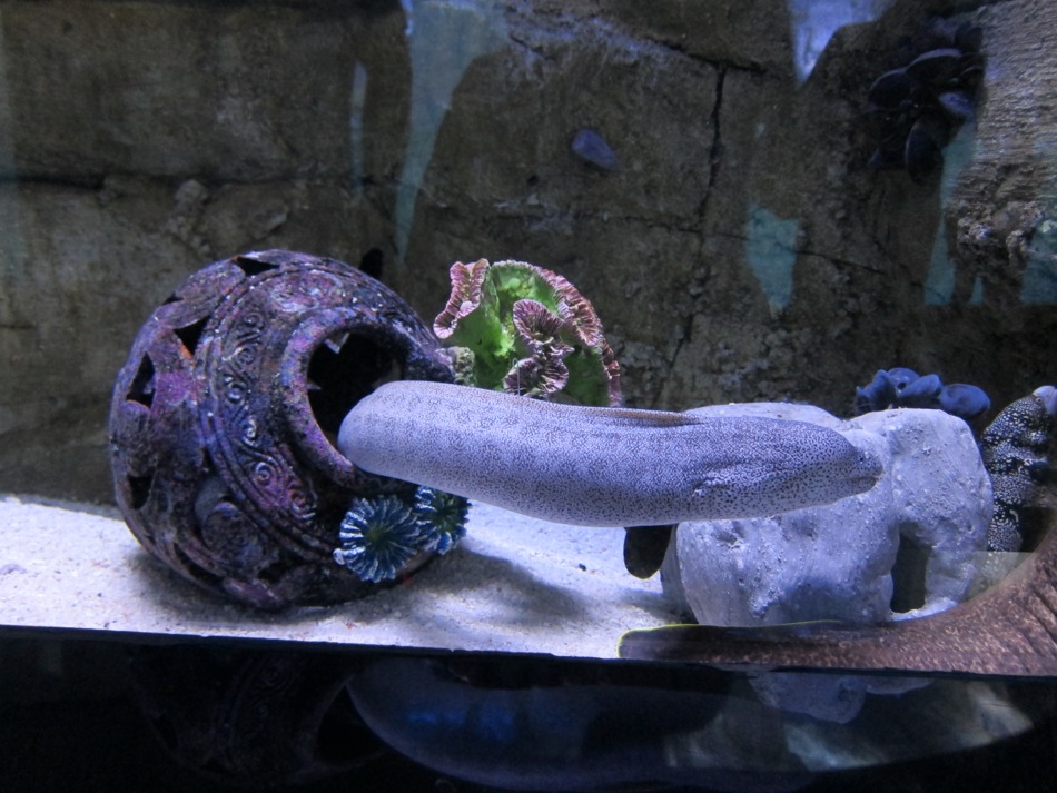 Eel at Dubai Aquarium