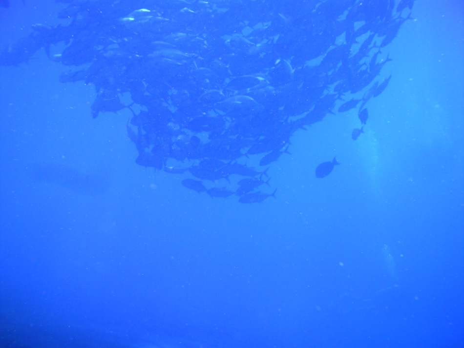 School of Fish