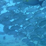 School of Fish