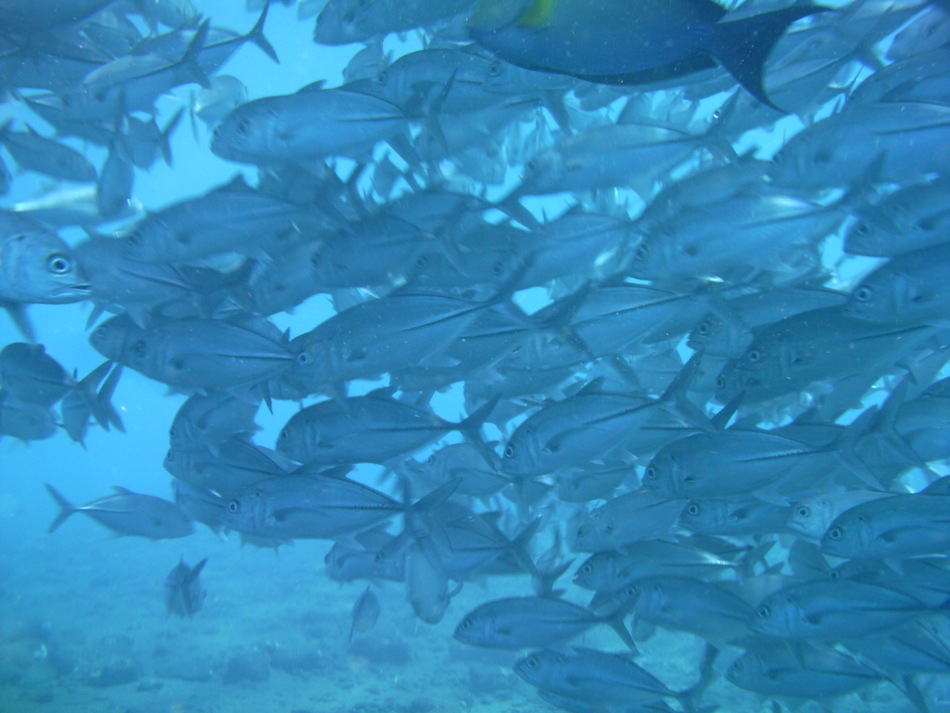School of Fish