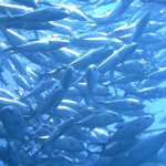 Surrounded By Fish
