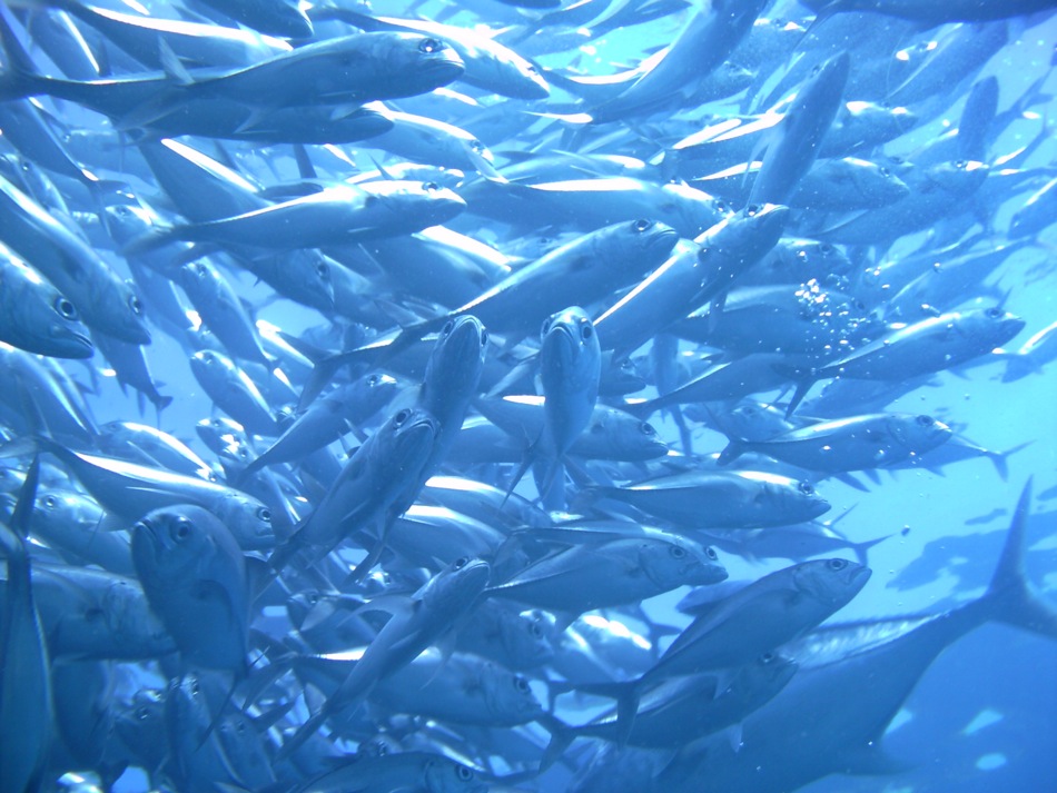 Surrounded By Fish