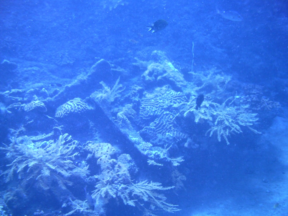 Wreck and Reef
