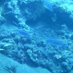 Little Blue Fish
