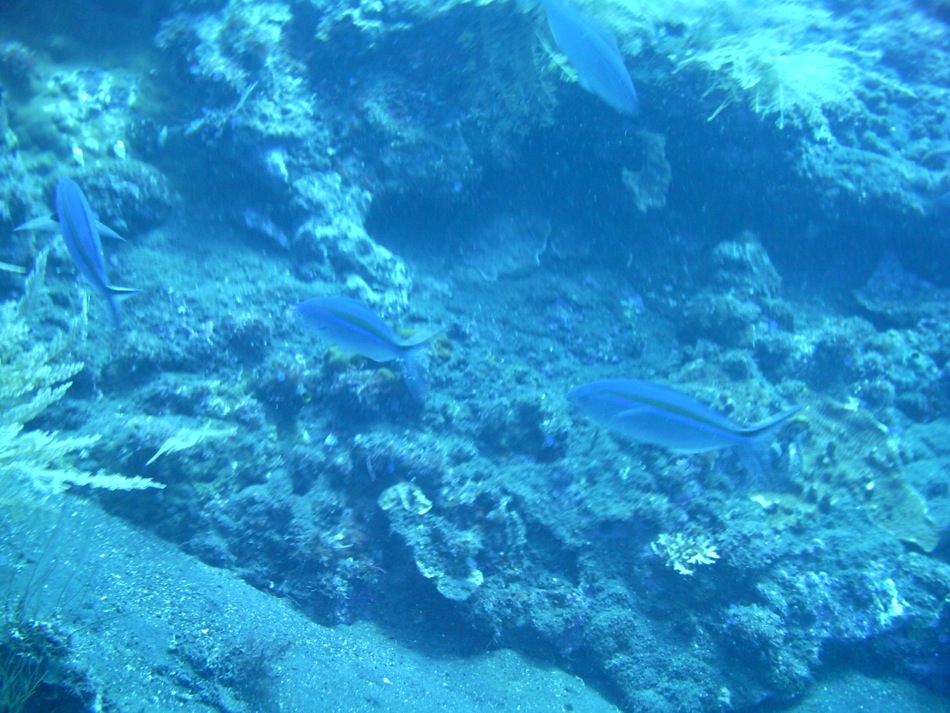 Little Blue Fish