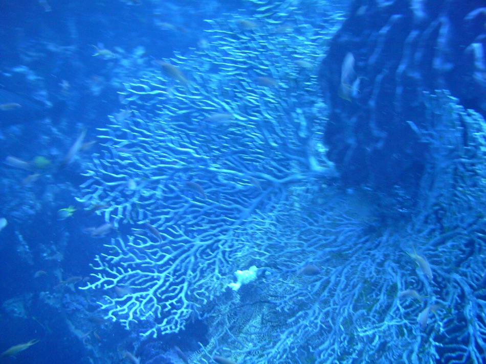 Coral
