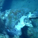 Sea Turtle