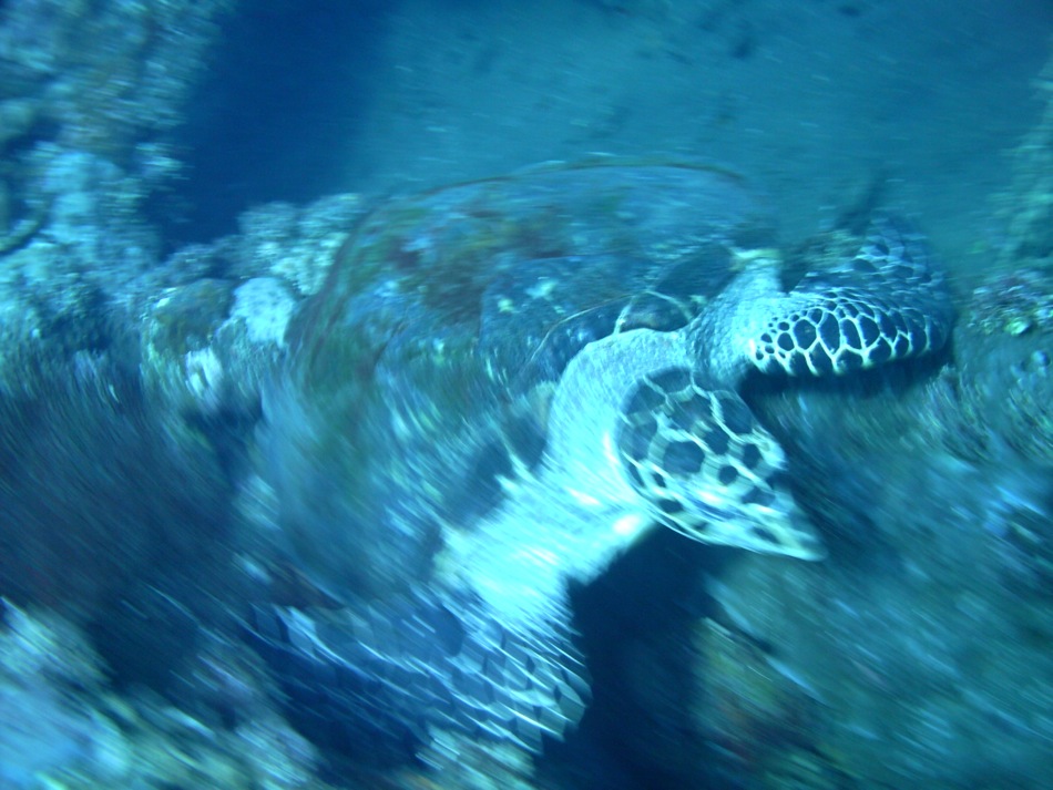 Sea Turtle