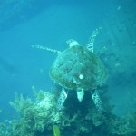 Sea Turtle
