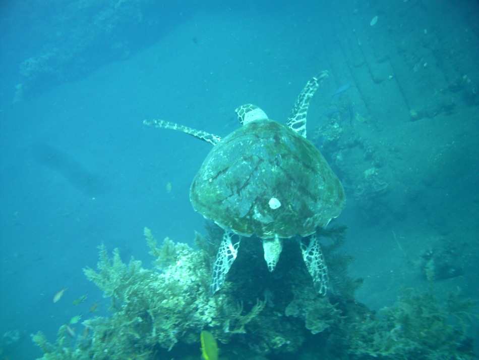 Sea Turtle