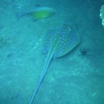 Sting Ray