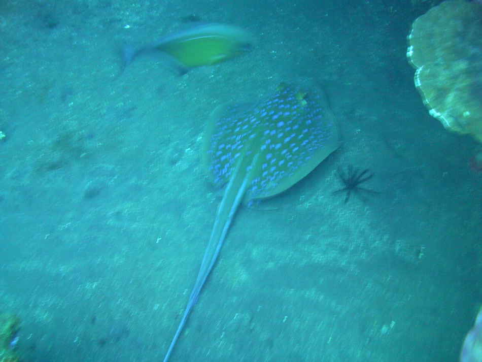 Sting Ray